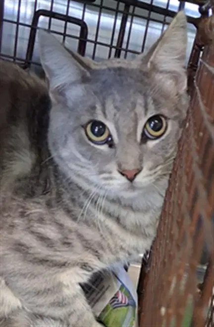 Gt - Domestic Short Hair