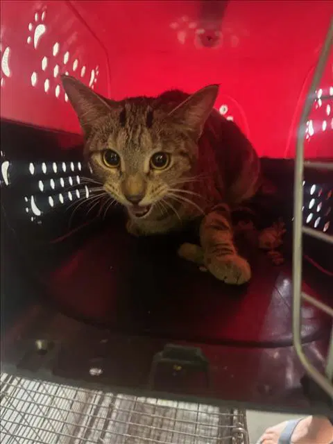 Npc - Domestic Short Hair