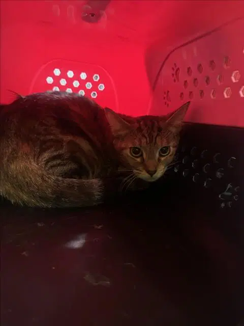 Brownie - Domestic Short Hair