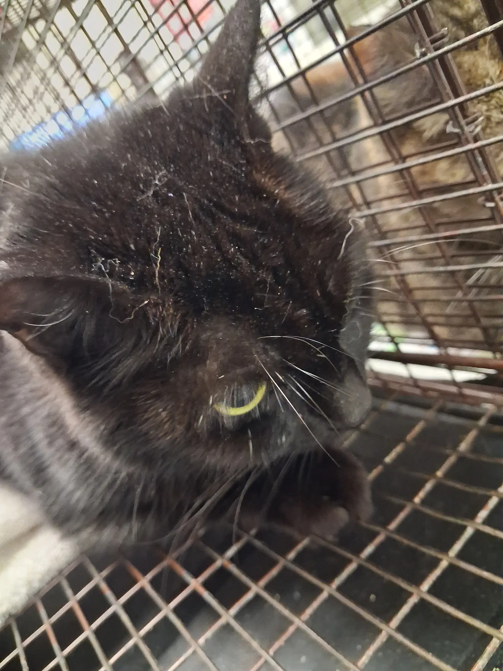 Percy - Domestic Short Hair