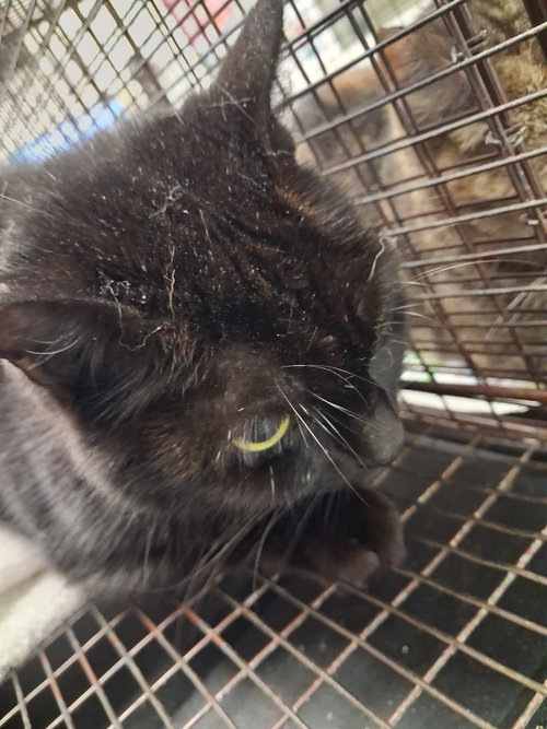 PERCY, a cat for adoption from South Los Angeles Animal Care and Control Center