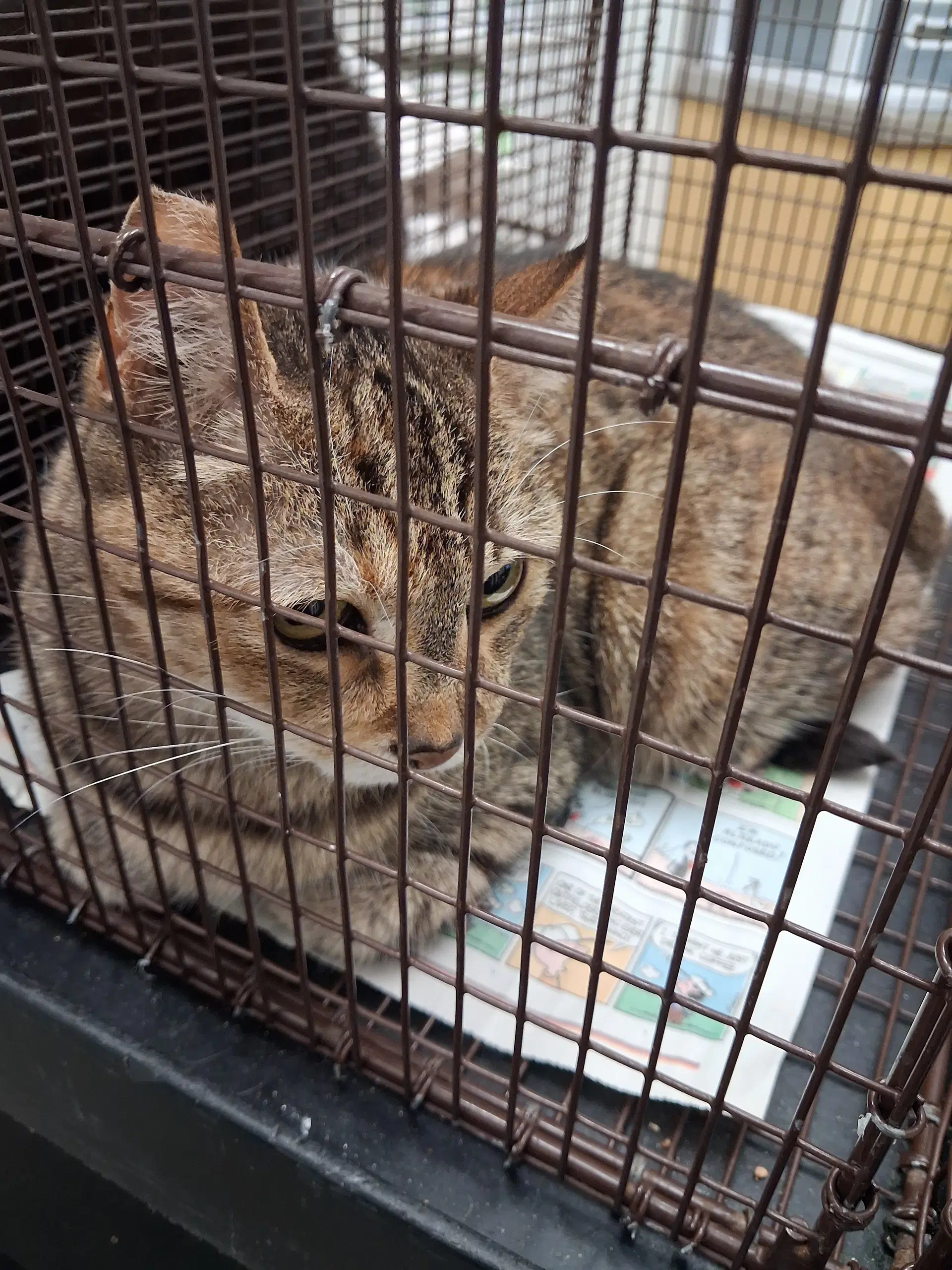 Ginger - Domestic Short Hair