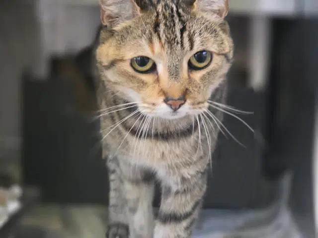 Ginger - Domestic Short Hair