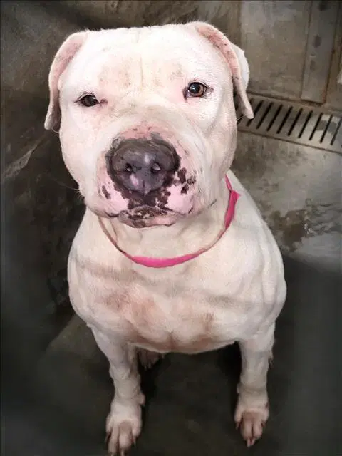 Bonnie - Pit Bull Terrier