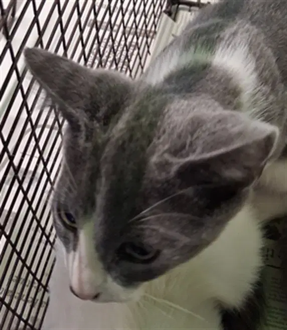 Oo - Domestic Short Hair