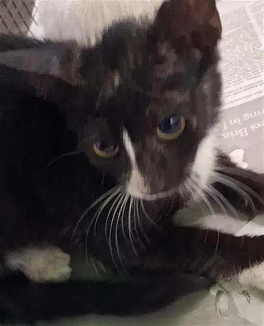 Unknown - Domestic Short Hair