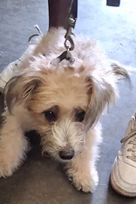 Marble - Poodle (Miniature)