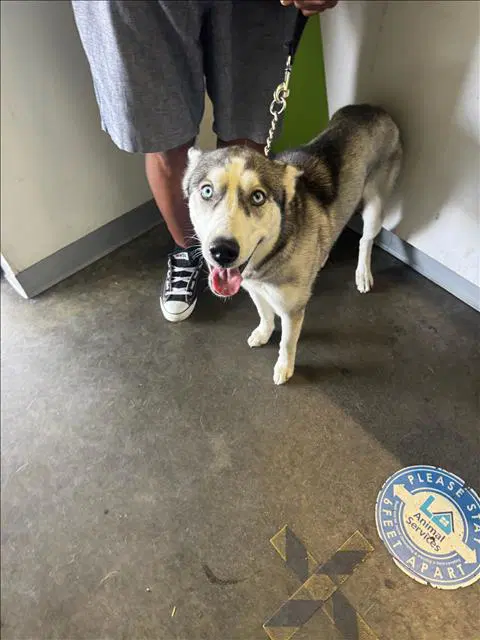 Kayla - Husky