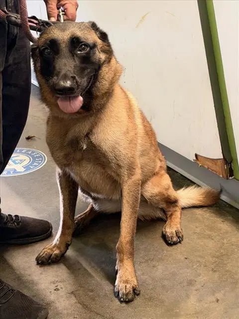 Arrow - Belgian Shepherd Malinois