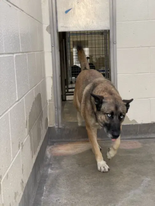 Pepper - Belgian Shepherd Malinois