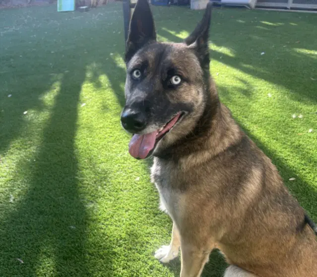 Pepper - Belgian Shepherd Malinois