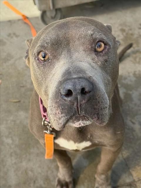GRADY, a dog for adoption from South Los Angeles Animal Care and Control Center