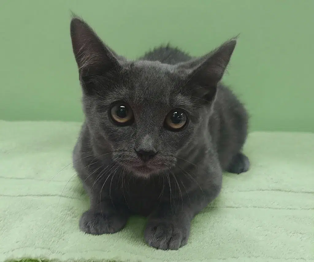 Fatima - Domestic Short Hair