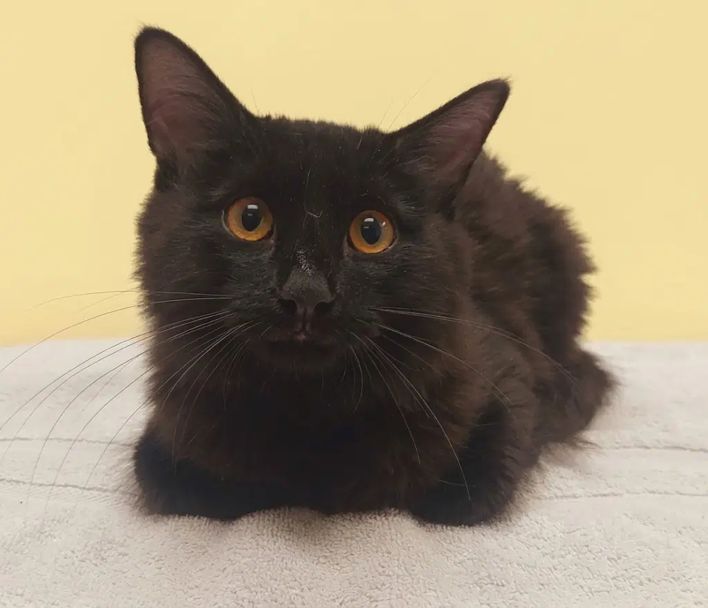 Rj - Domestic Medium Hair