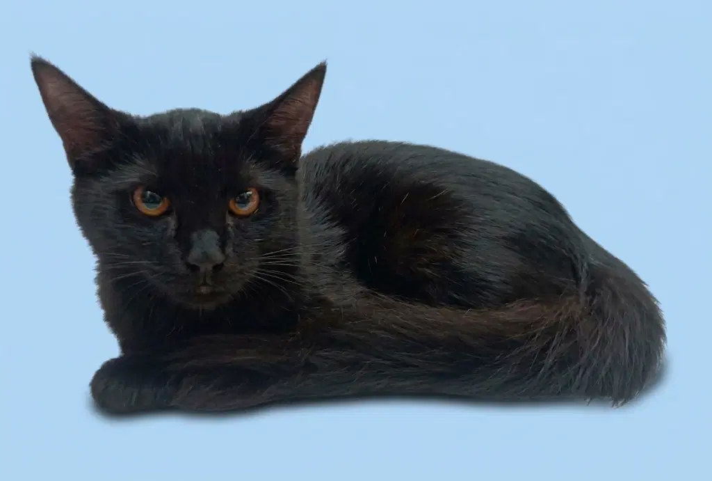 Junior - Domestic Long Hair