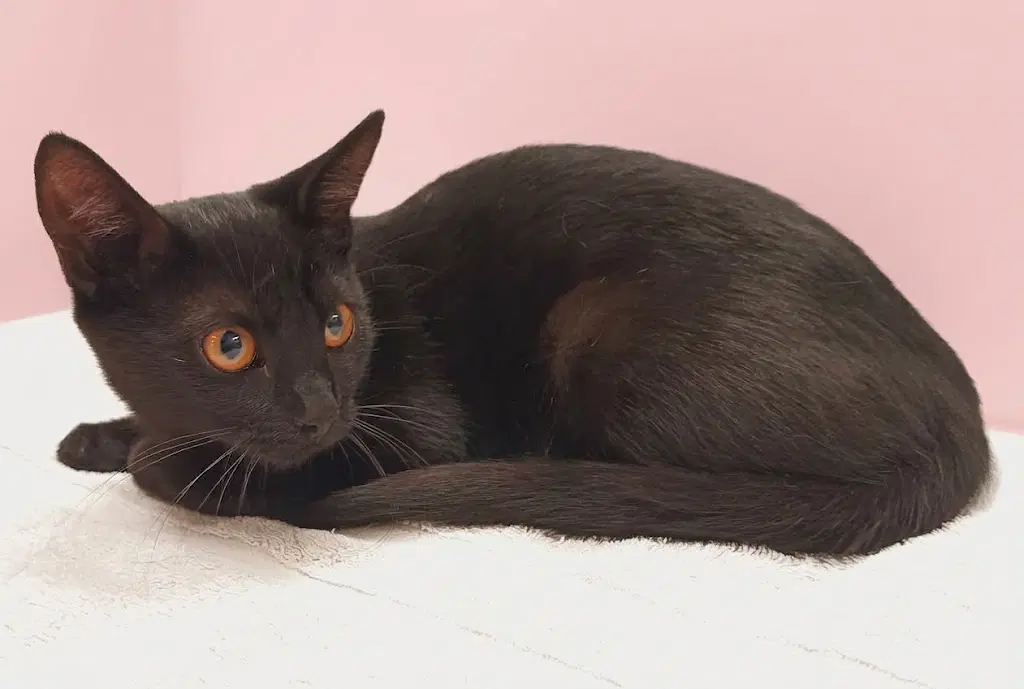 Wednesday - Domestic Short Hair