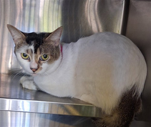 MANUEL, a cat for adoption from South Los Angeles Animal Care and Control Center