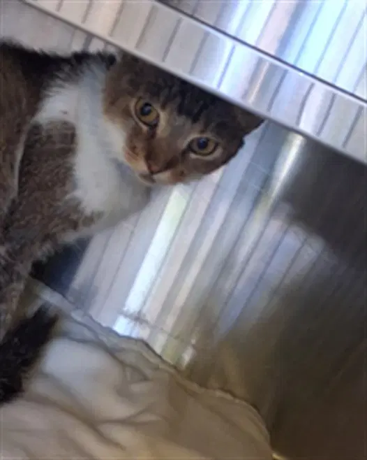 Clawdia - Domestic Short Hair