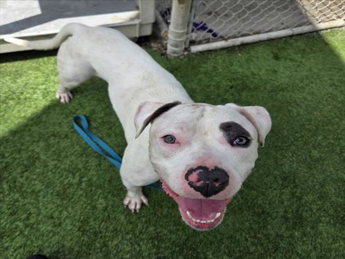 PETEY, a dog for adoption from South Los Angeles Animal Care and Control Center