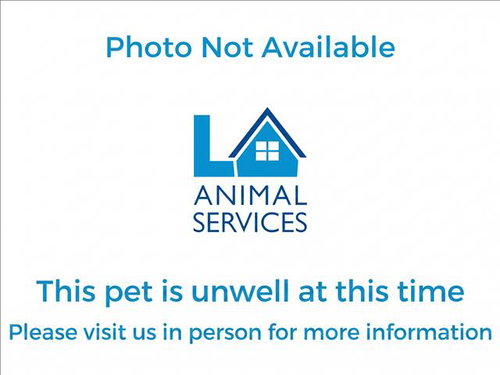LOBO, a dog for adoption from South Los Angeles Animal Care and Control Center