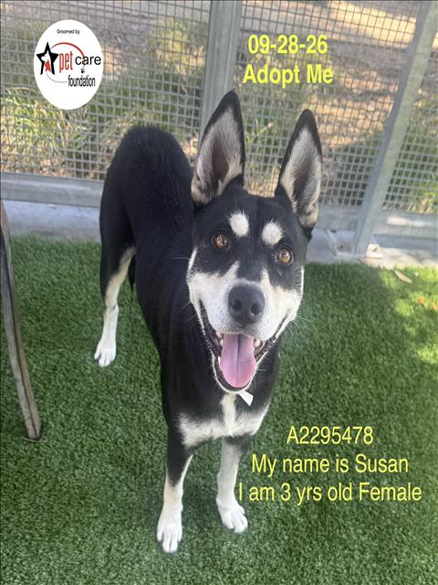 SUSAN, a dog for adoption from South Los Angeles Animal Care and Control Center