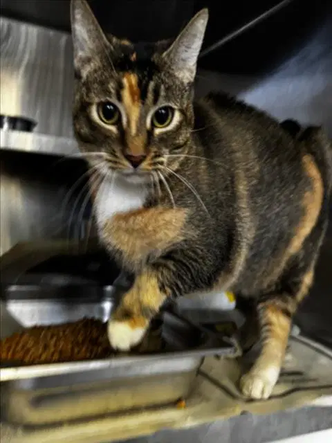 Betty - Domestic Short Hair