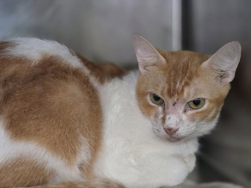 FATTY, a cat for adoption from South Los Angeles Animal Care and Control Center