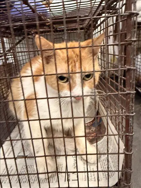 Goldi Locks - Domestic Short Hair