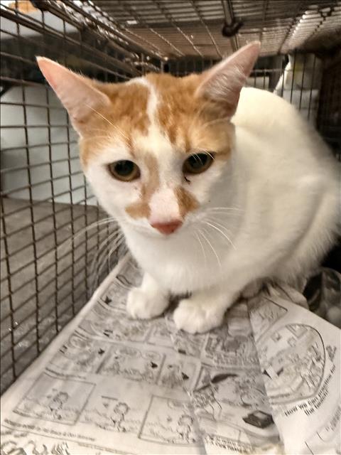 BLANCO, a cat for adoption from South Los Angeles Animal Care and Control Center