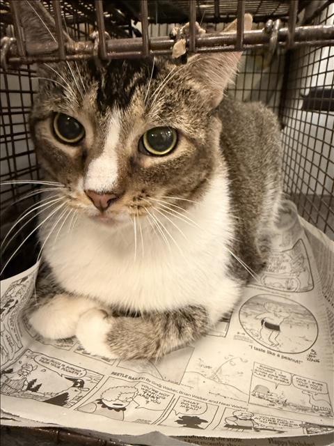 WOLFIE, a cat for adoption from South Los Angeles Animal Care and Control Center