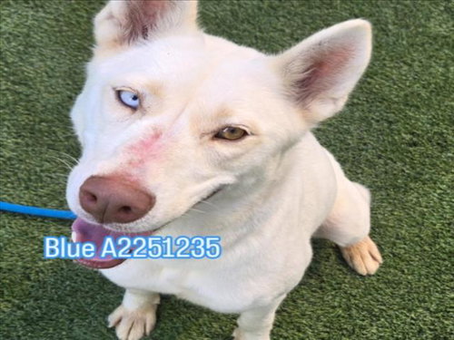BLUE, a dog for adoption from South Los Angeles Animal Care and Control Center