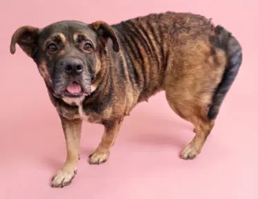 Abby - Chinese Shar-Pei