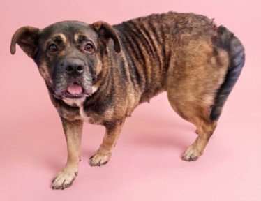 ABBY, a dog for adoption from South Los Angeles Animal Care and Control Center