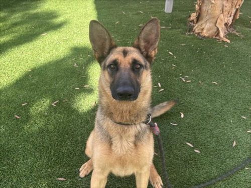 TONYA, a dog for adoption from South Los Angeles Animal Care and Control Center