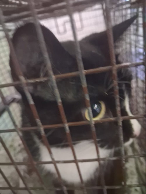 BLUES, a cat for adoption from South Los Angeles Animal Care and Control Center