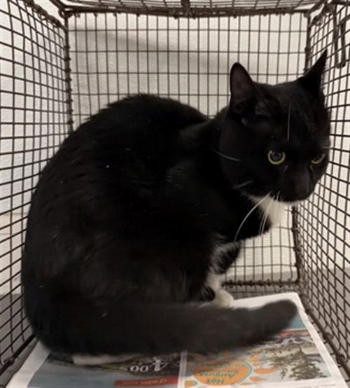 BLACKIE, a cat for adoption from South Los Angeles Animal Care and Control Center