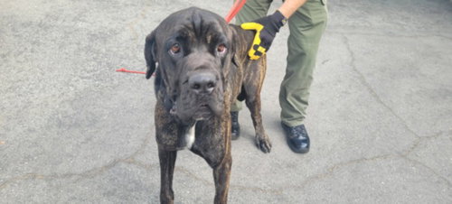 ONYX, a dog for adoption from South Los Angeles Animal Care and Control Center