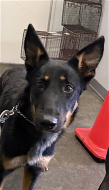 CHARLY, a dog for adoption from South Los Angeles Animal Care and Control Center