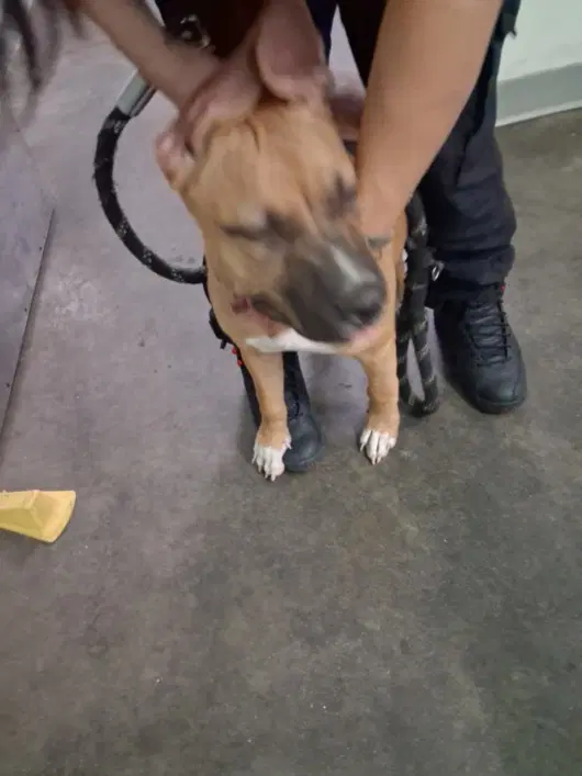 Lady - Pit Bull Terrier