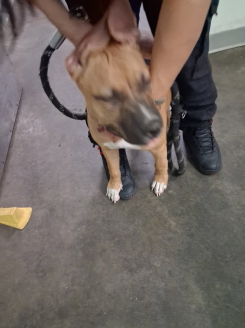 A2296256, a dog for adoption from South Los Angeles Animal Care and Control Center