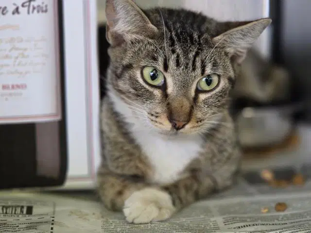 Apple - Domestic Short Hair