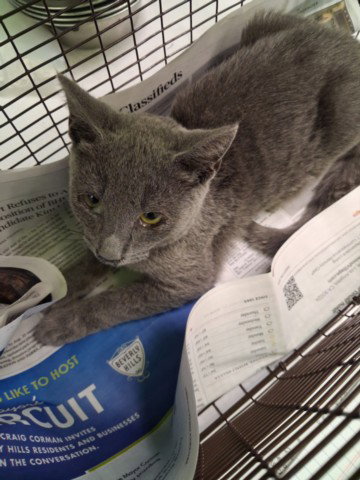 XAVIER, a cat for adoption from South Los Angeles Animal Care and Control Center