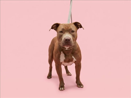 ATHENA, a dog for adoption from South Los Angeles Animal Care and Control Center