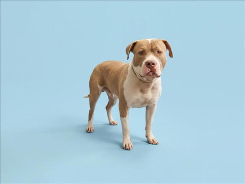APOLLO, a dog for adoption from South Los Angeles Animal Care and Control Center