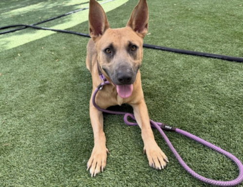 SMOKEY, a dog for adoption from South Los Angeles Animal Care and Control Center