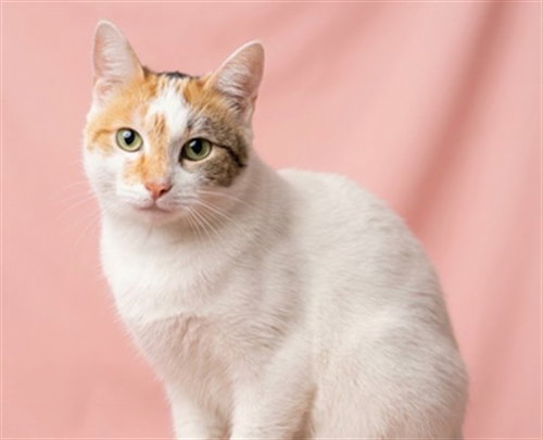 CALI, a cat for adoption from South Los Angeles Animal Care and Control Center