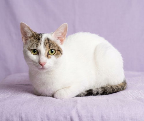 EEYORE, a cat for adoption from South Los Angeles Animal Care and Control Center