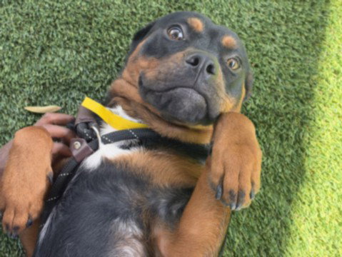 BABY CAKES, a dog for adoption from South Los Angeles Animal Care and Control Center
