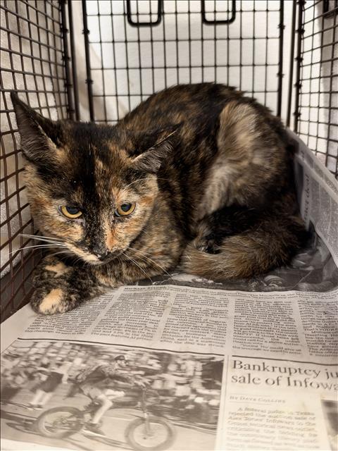 A2294745, a cat for adoption from South Los Angeles Animal Care and Control Center