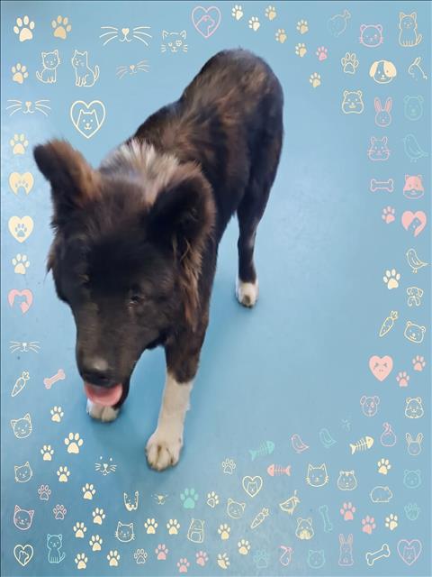 LEO, a dog for adoption from South Los Angeles Animal Care and Control Center